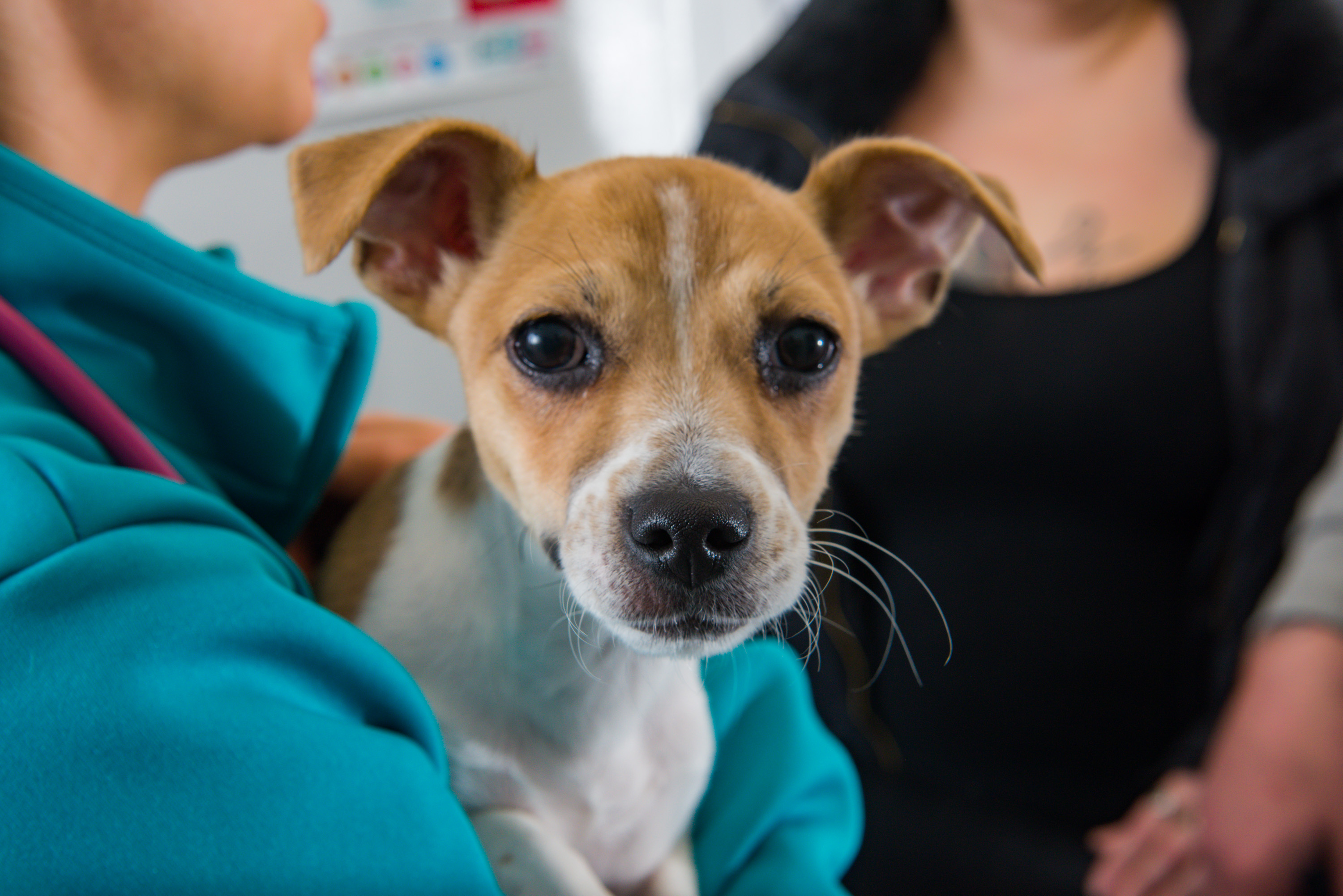 Housebuilder’s cash donation helps Portsmouth pet hospital
