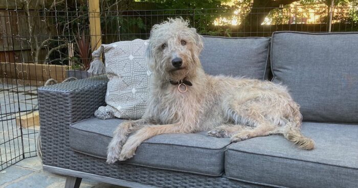 8848 has welcomed a new head of creative as the company earmarks further growth following a successful management buyout. Simon Russell-Smith's dog Kubrick.